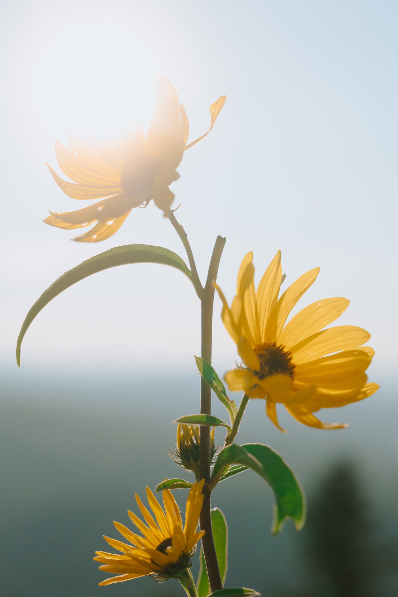 Flowers in the sun Flowers in the sun