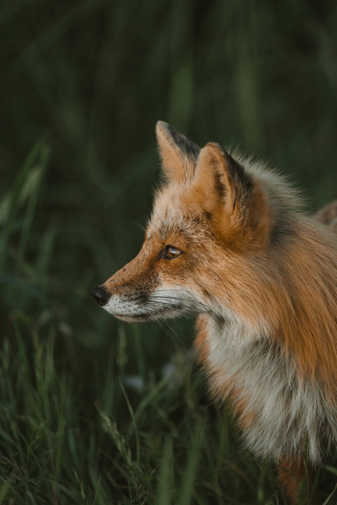 Fox in grass Fox in grass