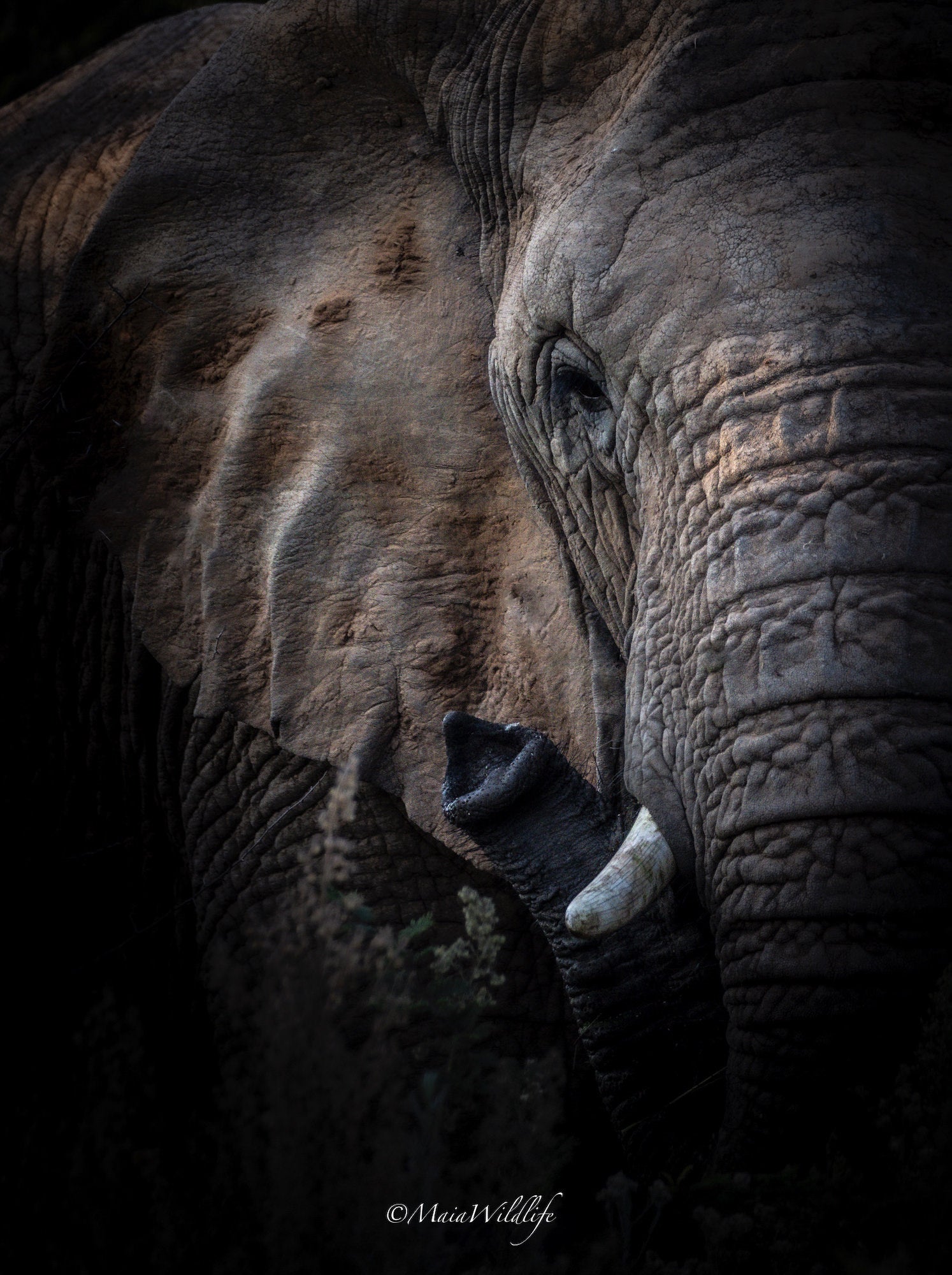 Wildlife photography by Henrique Maia