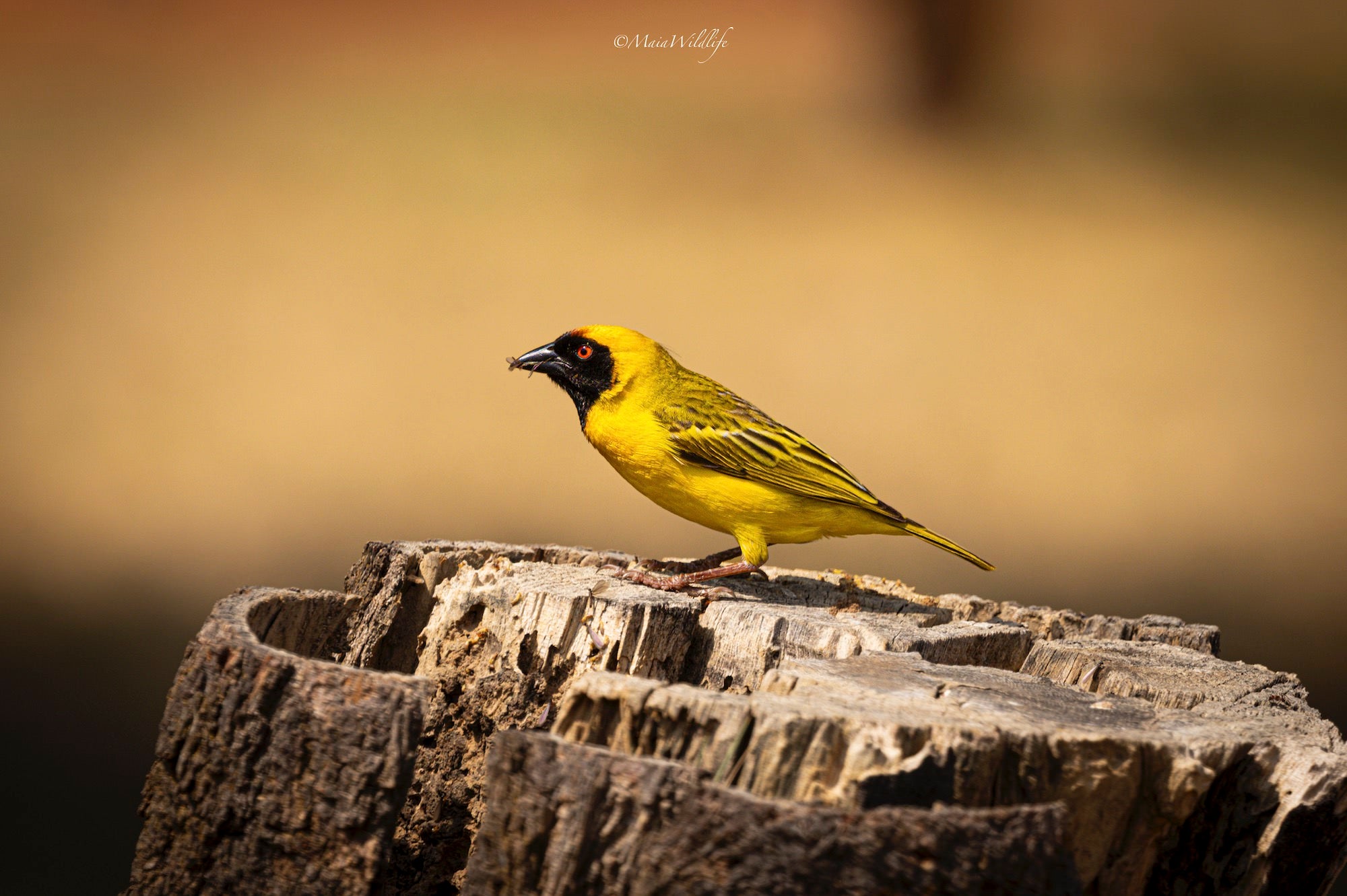 Wildlife photography by Henrique Maia