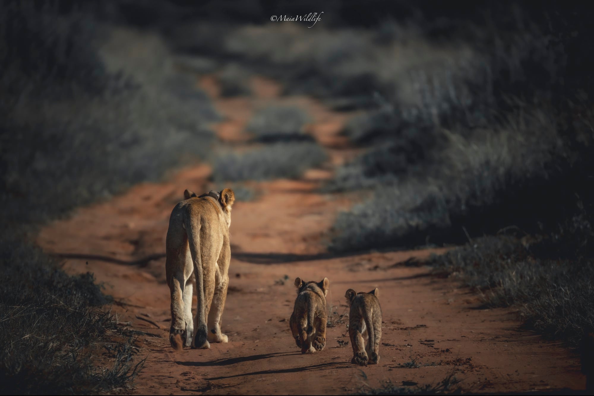 Wildlife photography by Henrique Maia