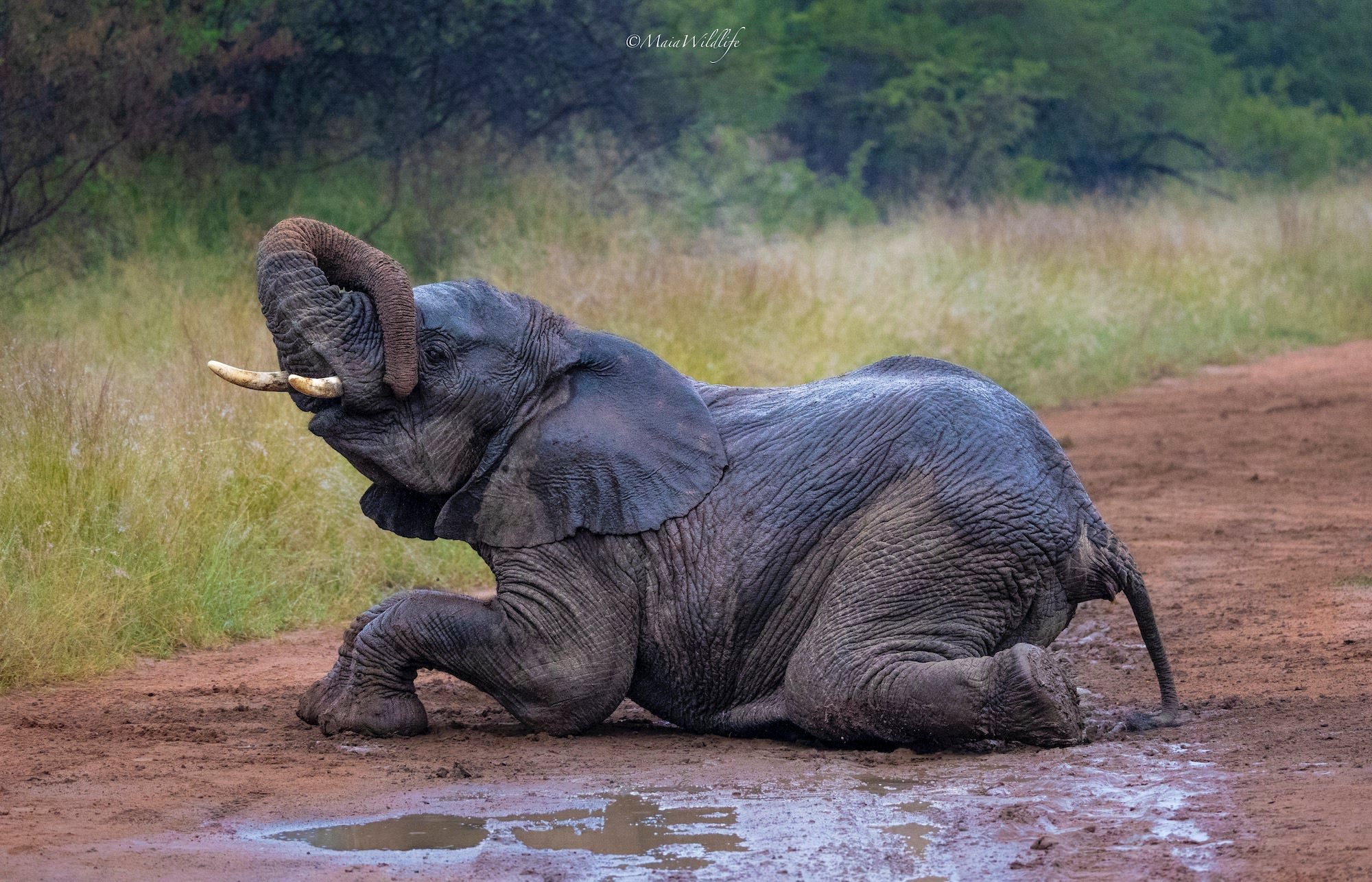 Wildlife photography by Henrique Maia