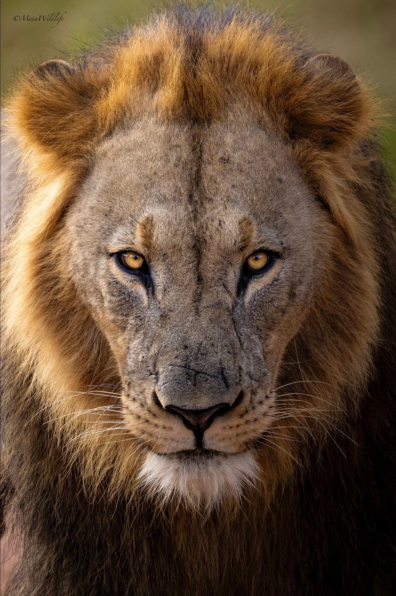 Wildlife photography by Henrique Maia