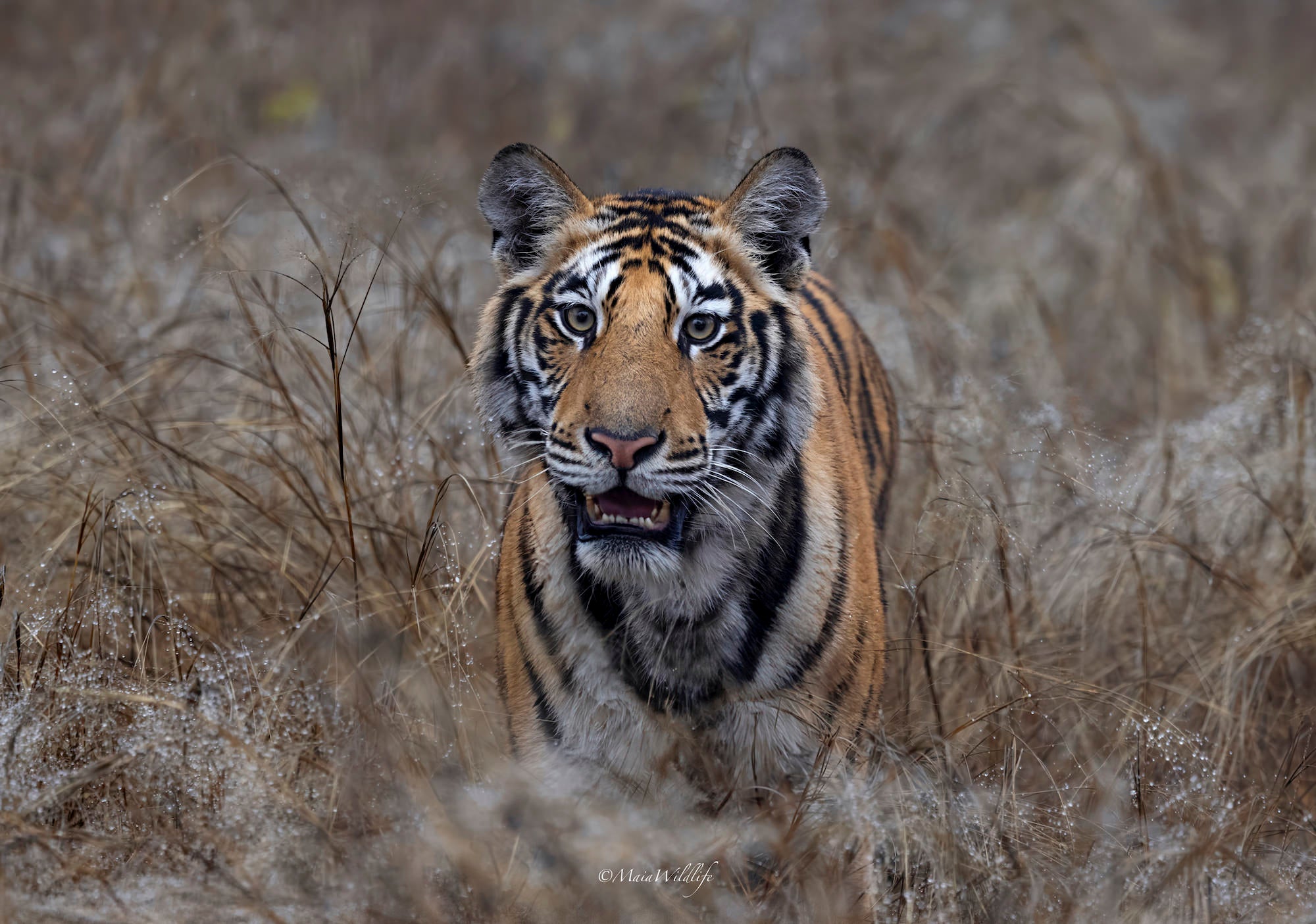 Wildlife photography by Henrique Maia