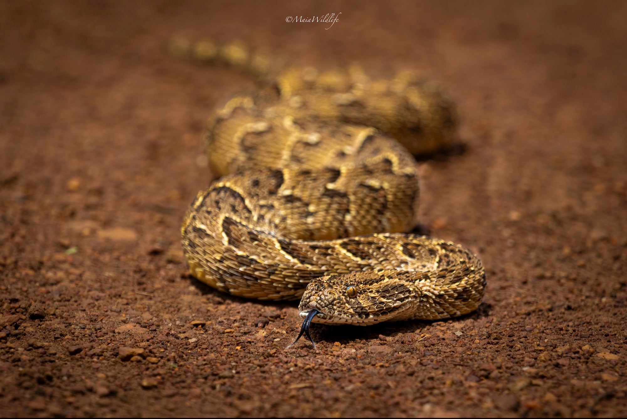 Wildlife photography by Henrique Maia