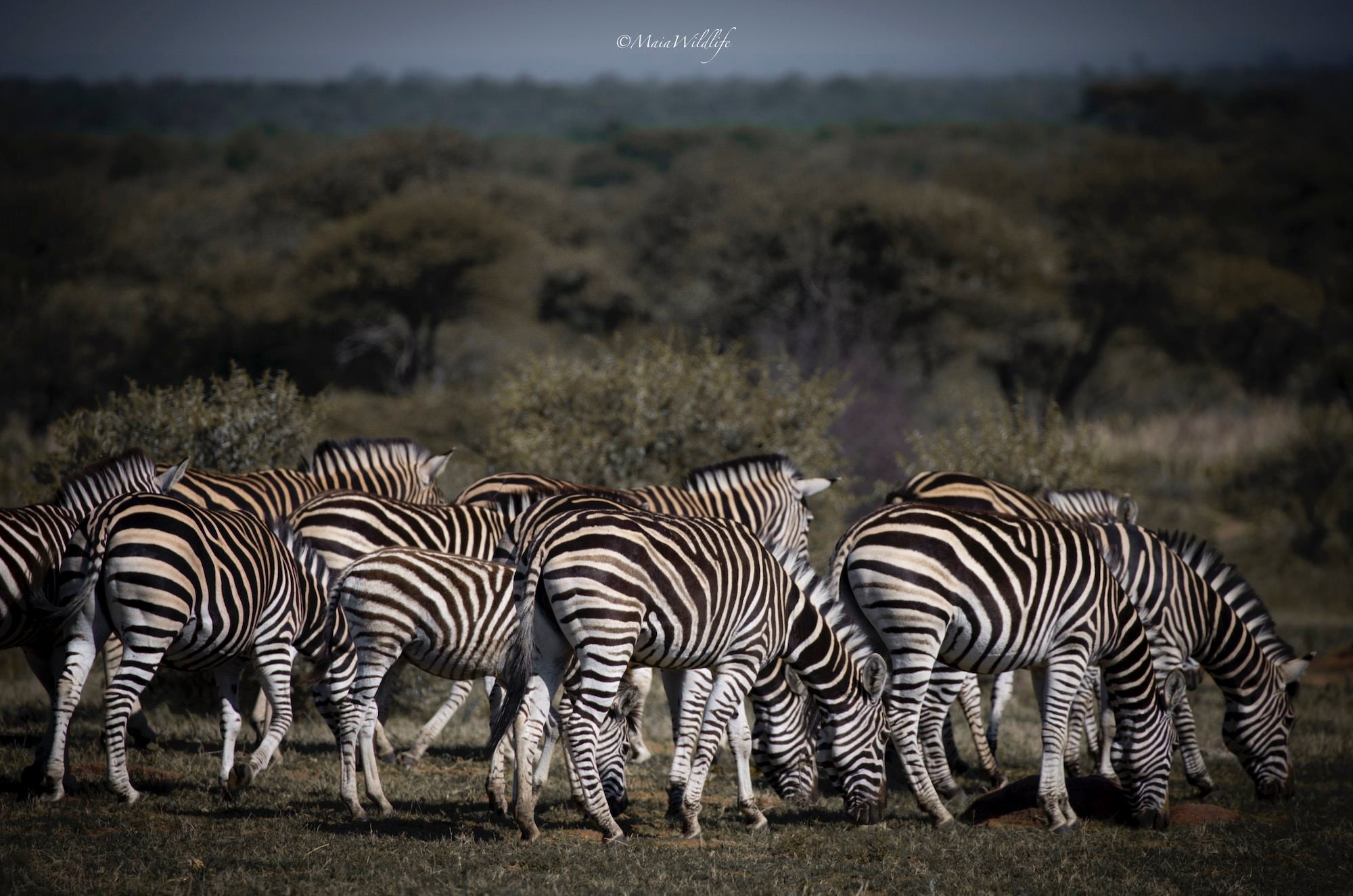 Wildlife photography by Henrique Maia