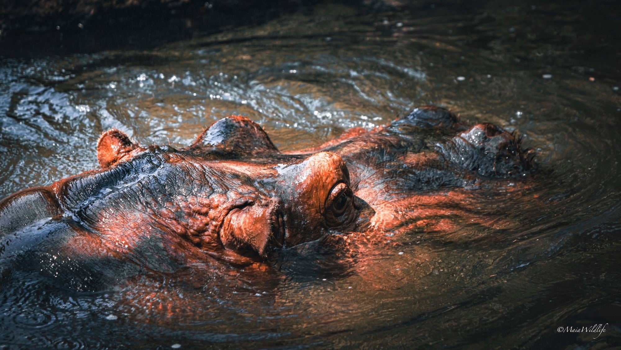 Wildlife photography by Henrique Maia