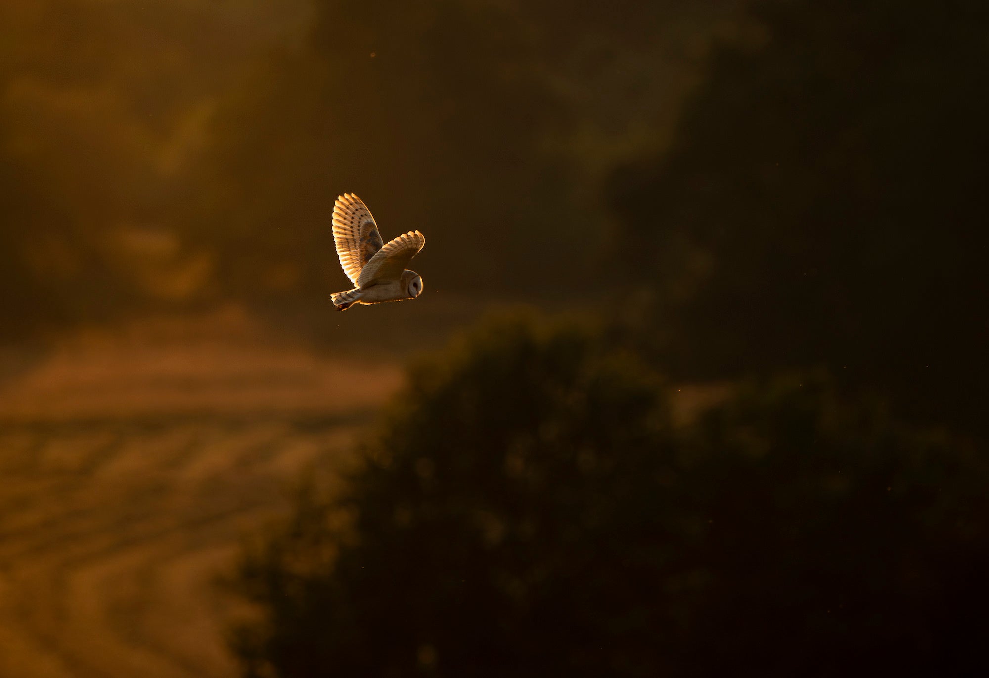 Photo by Jake Brass. Sony Alpha 7R III. Sony 200-600mm f/5.6-6.3 G. 1/3200-sec., f/6.3, ISO 640