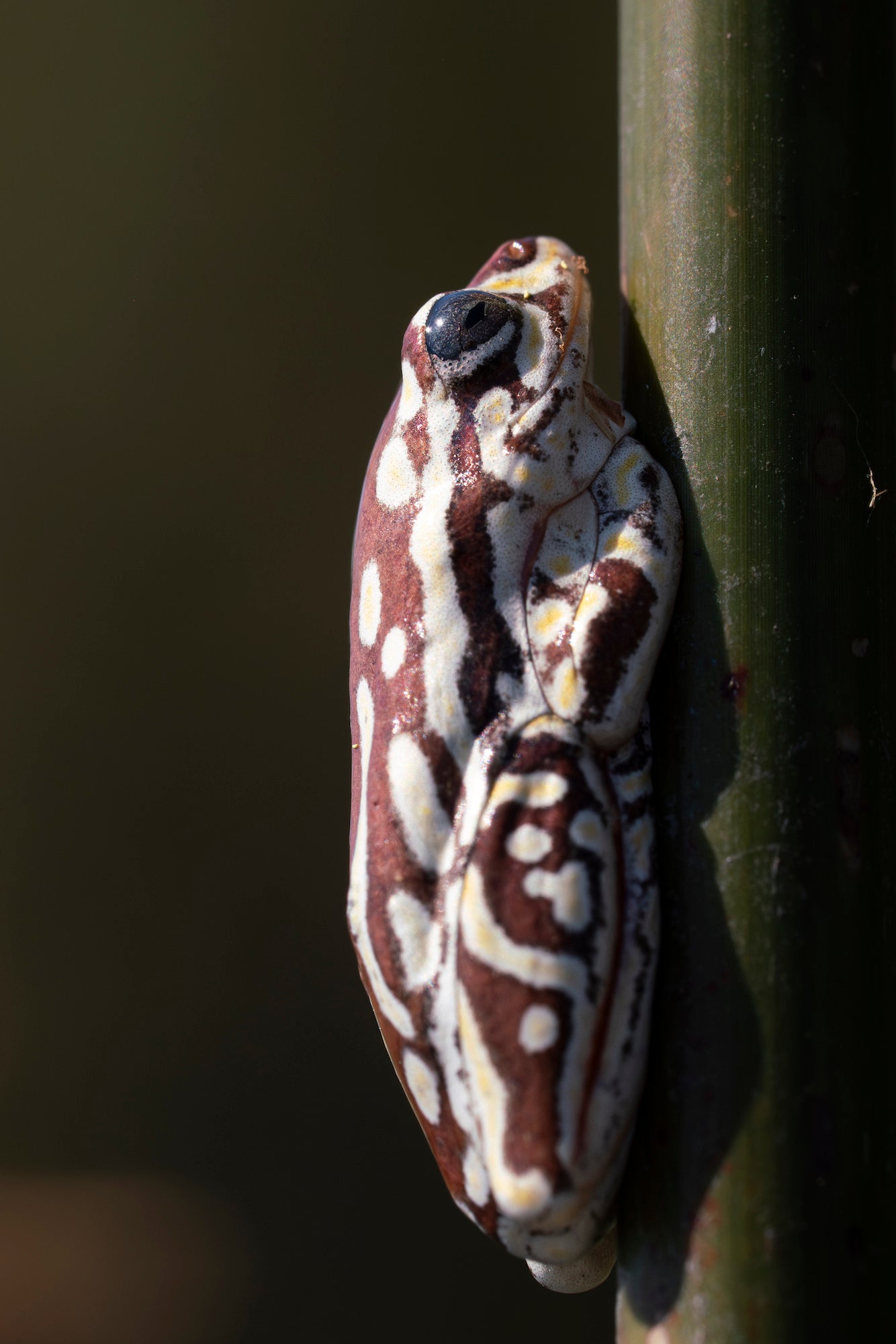 Photo by Jake Brass. Sony Alpha 7R III. Sony 90mm f/2.8 Macro G. 1/1250-sec., f/9, ISO 640