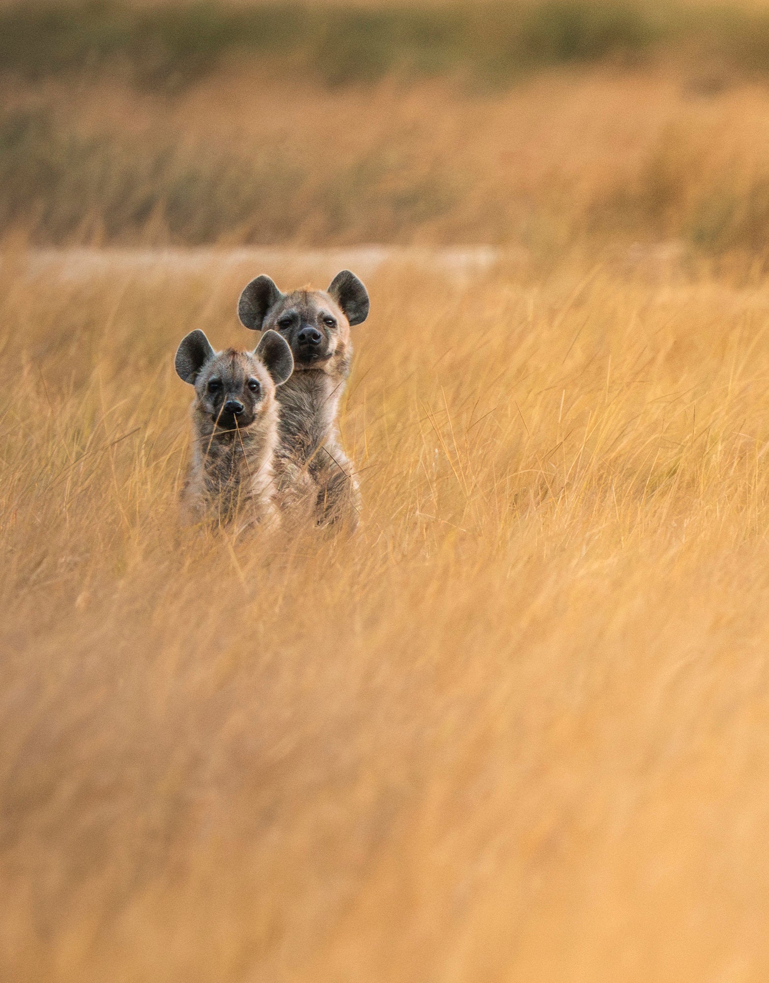 Photo by Jake Brass. Sony Alpha 7R III. Sony 200-600mm f/5.6-6.3 G. 1/160-sec., f/6.3, ISO 2000