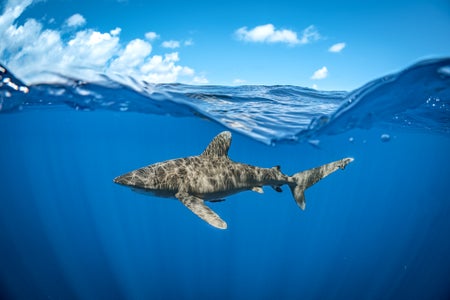 https://alphauniverseglobal.media.zestyio.com/Alpha-Universe-WIMB-Jay-Clue-17.jpg?height=300&fit=bounds