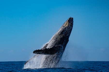 https://alphauniverseglobal.media.zestyio.com/Alpha-Universe-WIMB-Je-re-my-Gonc-alves-5.jpg?height=300&fit=bounds