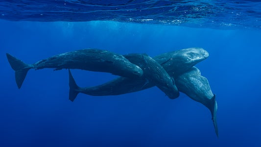 https://alphauniverseglobal.media.zestyio.com/Alpha-Universe-WIMB-Je-re-my-Gonc-alves-7.jpg?height=300&fit=bounds