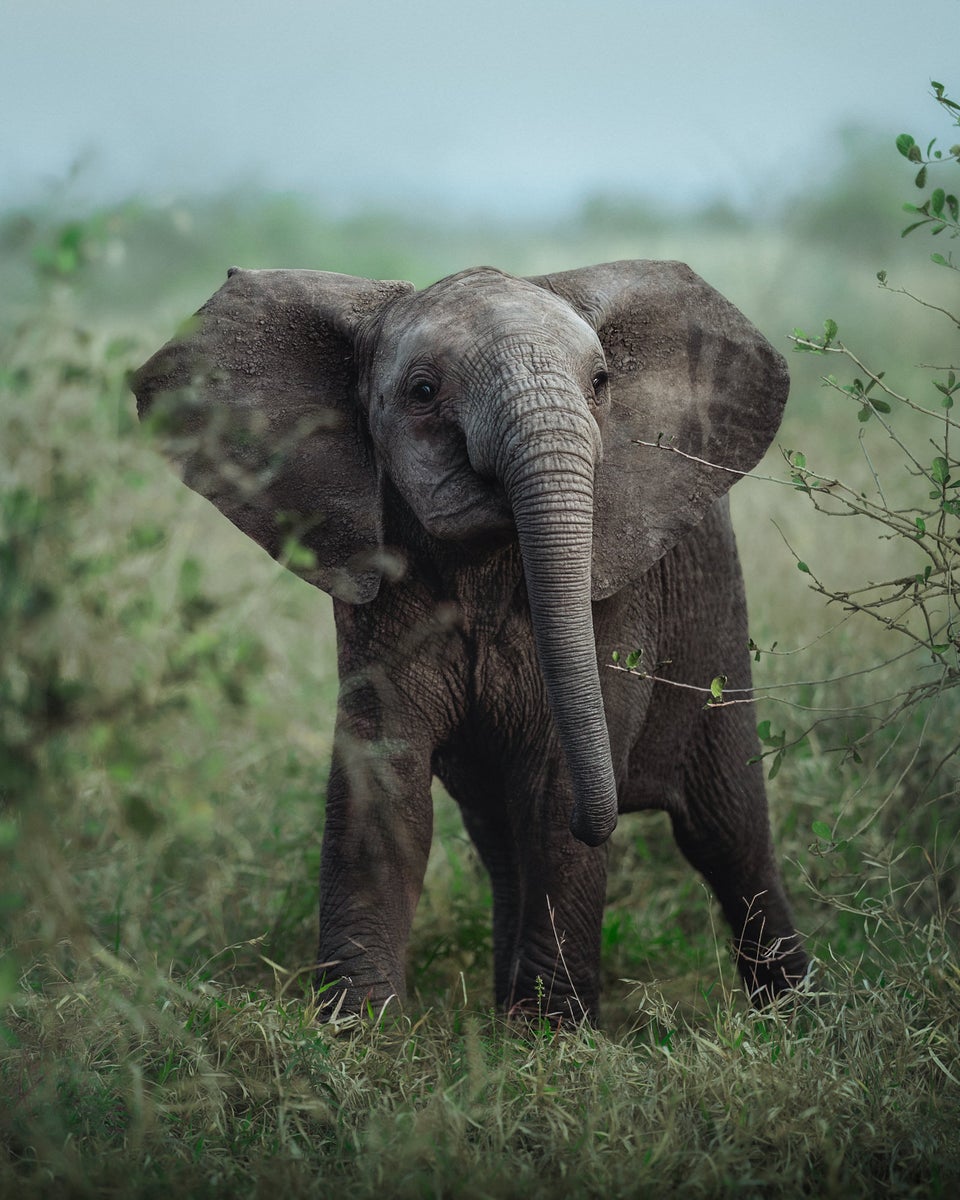 https://alphauniverseglobal.media.zestyio.com/Alpha-Universe-WIMB-Kate-Newman-baby-elephant-kruger-national-park.JPG?height=1200&fit=bounds