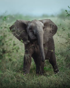 https://alphauniverseglobal.media.zestyio.com/Alpha-Universe-WIMB-Kate-Newman-baby-elephant-kruger-national-park.JPG?height=300&fit=bounds