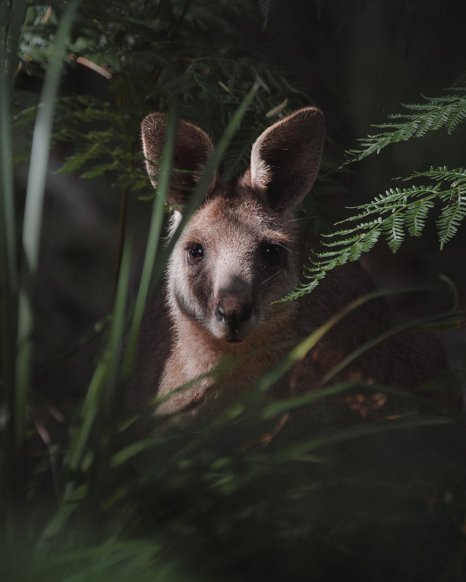 https://alphauniverseglobal.media.zestyio.com/Alpha-Universe-WIMB-Kate-Newman-eastern-grey-kangaroo-portrait.JPG?height=1200&fit=bounds