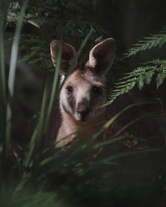 https://alphauniverseglobal.media.zestyio.com/Alpha-Universe-WIMB-Kate-Newman-eastern-grey-kangaroo-portrait.JPG?height=300&fit=bounds