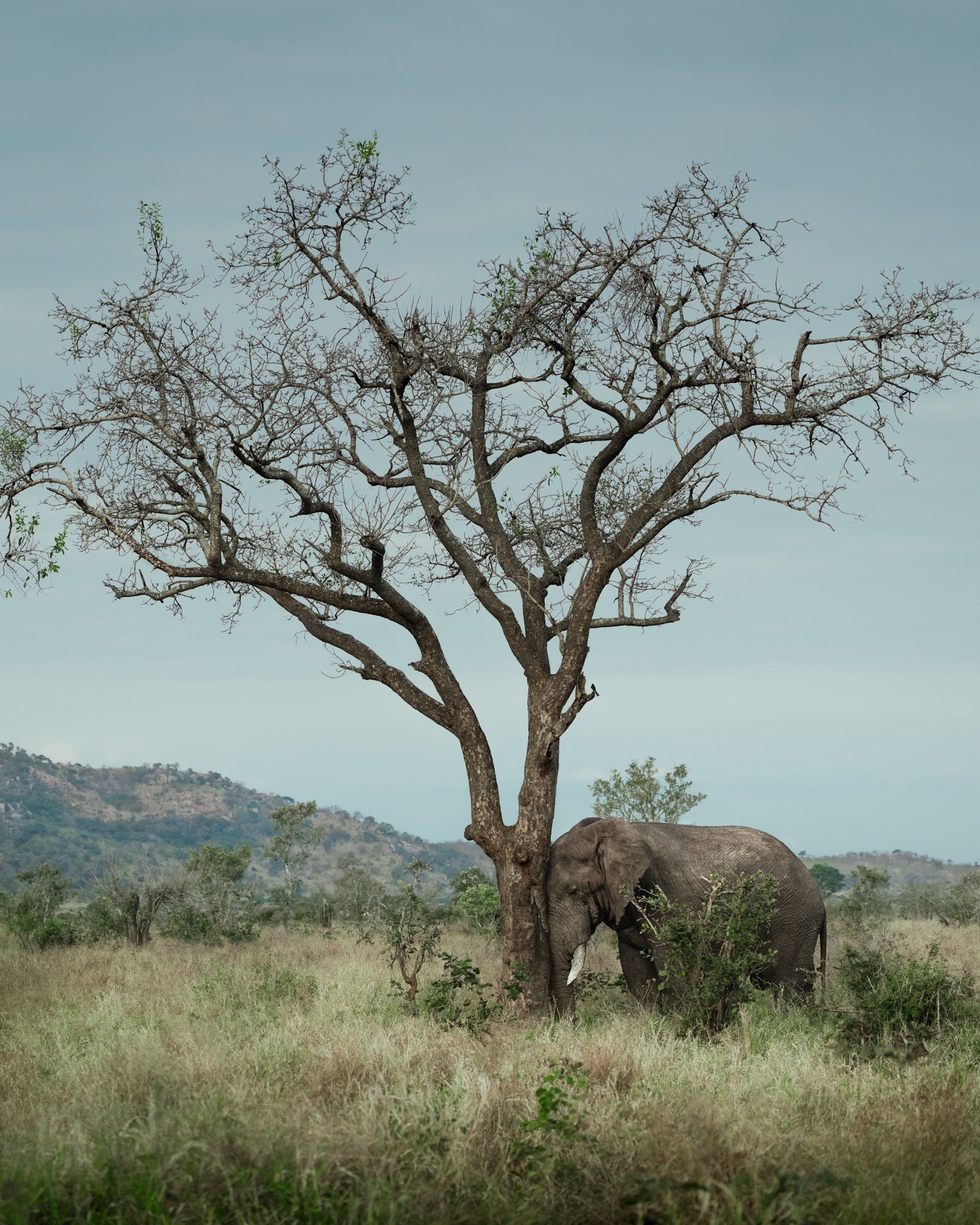 Photo by Kate Newman. Sony Alpha 7 IV. Sony 100-400mm f/4.5-5.6 G Master. 1/2000-sec., f/5.6, ISO 1600