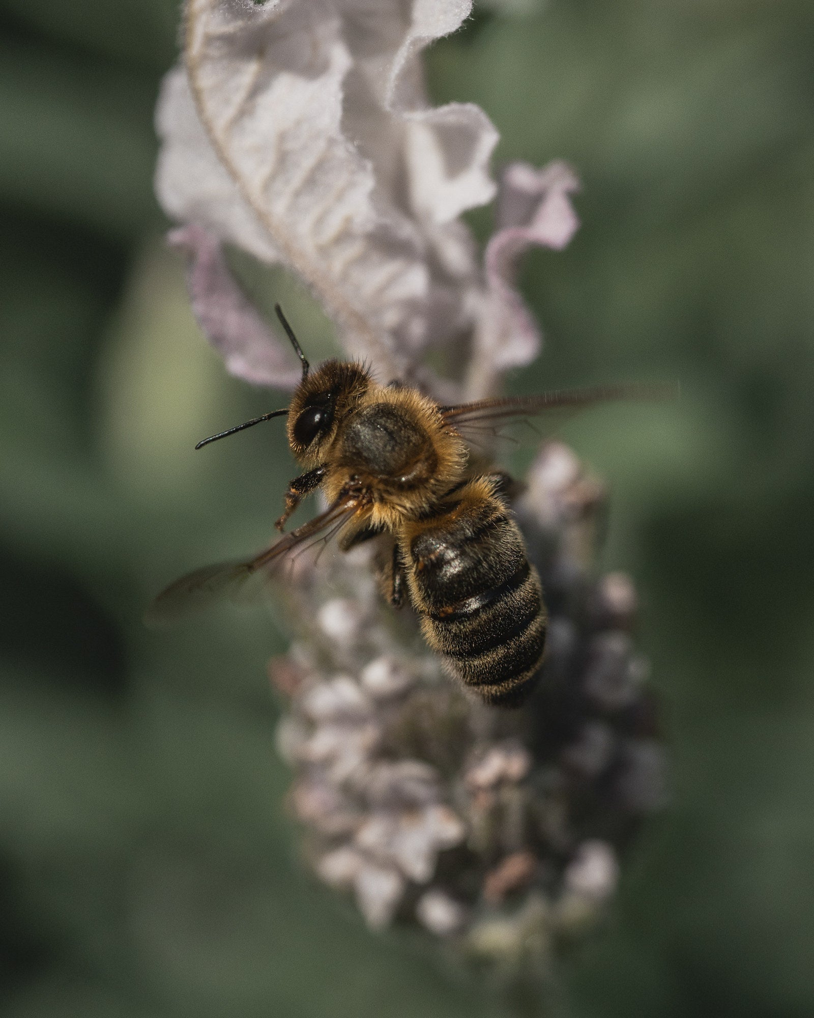 Photo by Kate Newman. Sony Alpha 7 IV. Sony 90mm f/2.8 Macro G. 1/6400-sec., f/4.5, ISO 1000