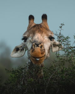 https://alphauniverseglobal.media.zestyio.com/Alpha-Universe-WIMB-Kate-Newman-giraffe-portrait-conservation-photography.JPG?height=300&fit=bounds