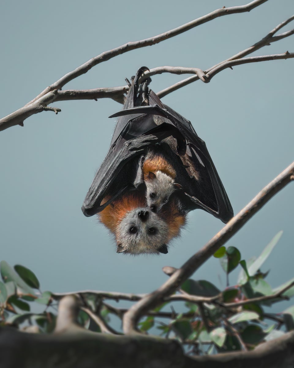 https://alphauniverseglobal.media.zestyio.com/Alpha-Universe-WIMB-Kate-Newman-grey-headed-flying-fox-australia-conservation-photography.JPG?height=1200&fit=bounds