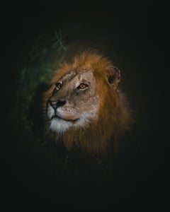 https://alphauniverseglobal.media.zestyio.com/Alpha-Universe-WIMB-Kate-Newman-lion-night-kruger-national-park.JPG?height=300&fit=bounds