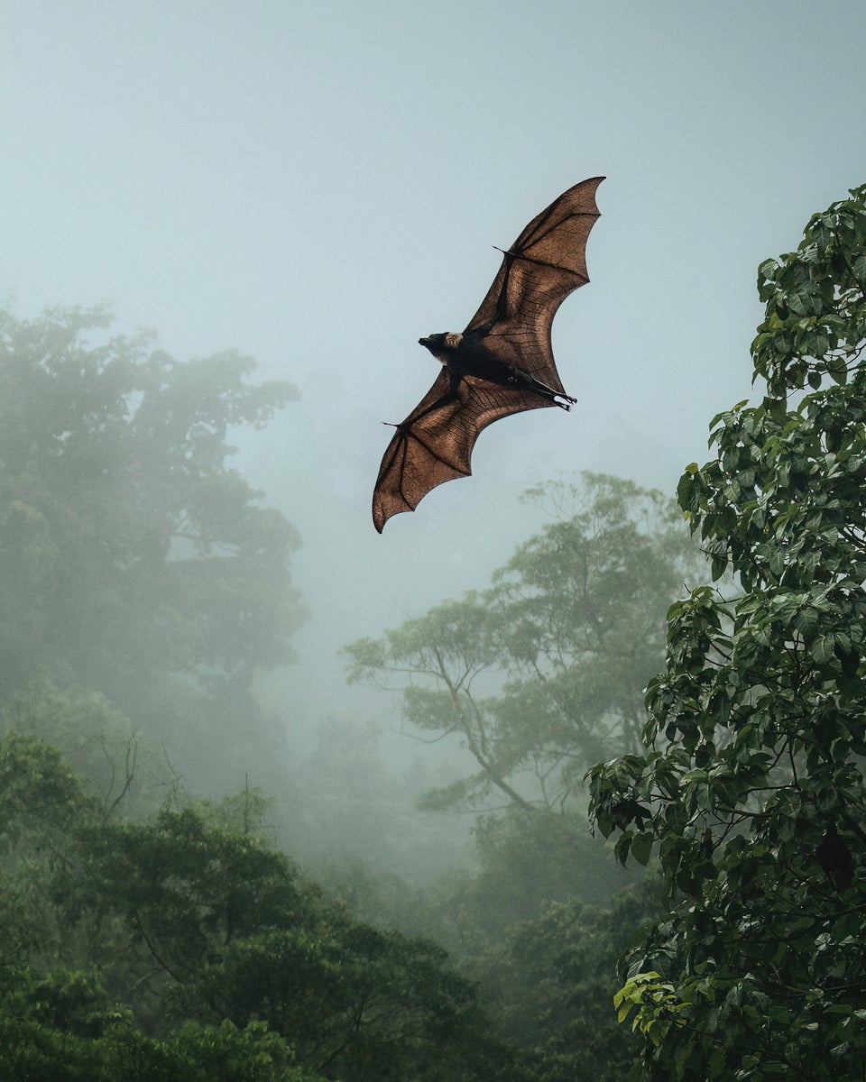 https://alphauniverseglobal.media.zestyio.com/Alpha-Universe-WIMB-Kate-Newman-spectacled-flying-fox-wildlife-photography.JPG?height=1200&fit=bounds