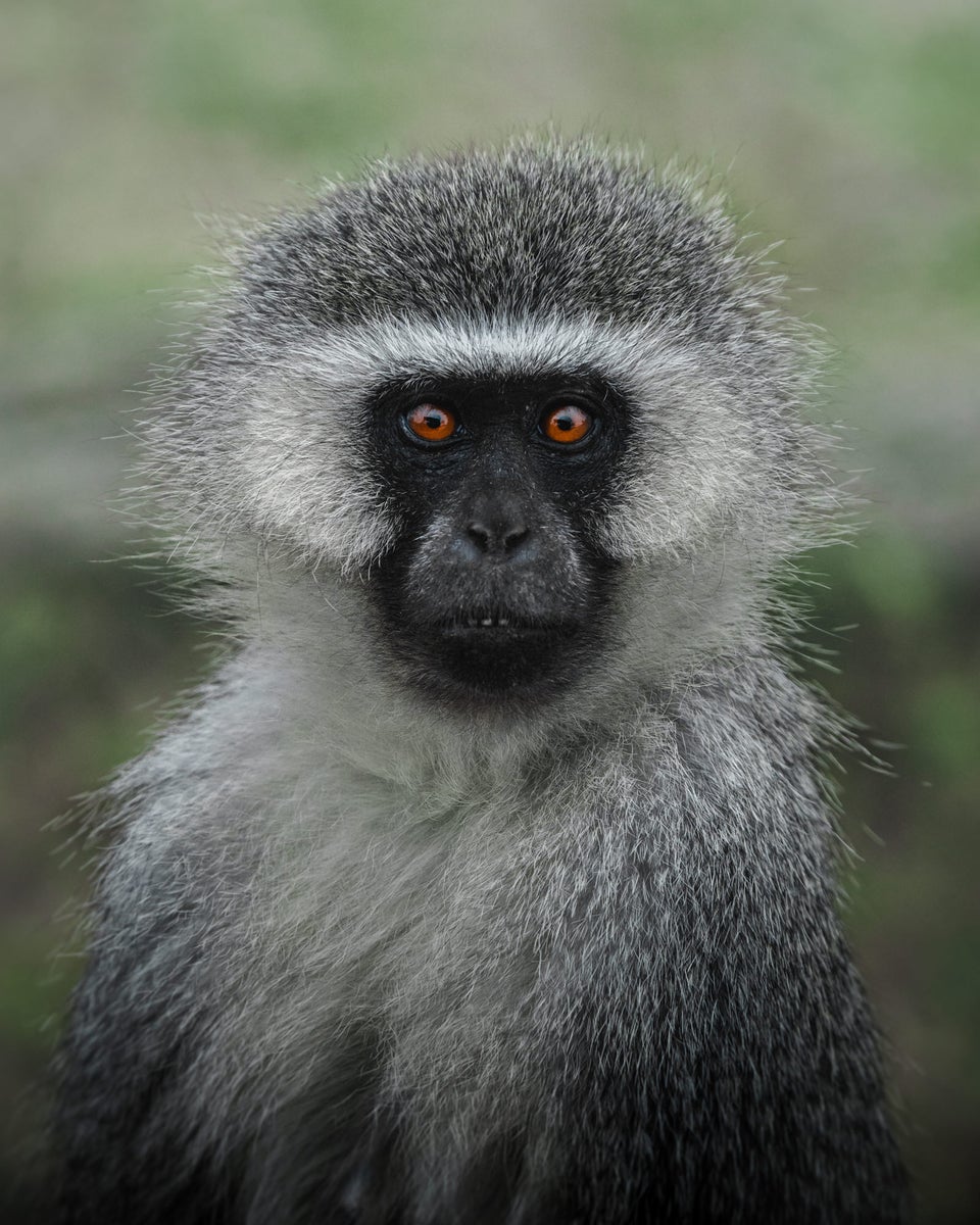 https://alphauniverseglobal.media.zestyio.com/Alpha-Universe-WIMB-Kate-Newman-vervet-monkey-portrait-wildlife-conservation-photography.JPG?height=1200&fit=bounds