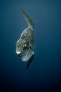 https://alphauniverseglobal.media.zestyio.com/Alpha-Universe-WIMB-Katjana-Cabenda-14.JPG?height=300&fit=bounds