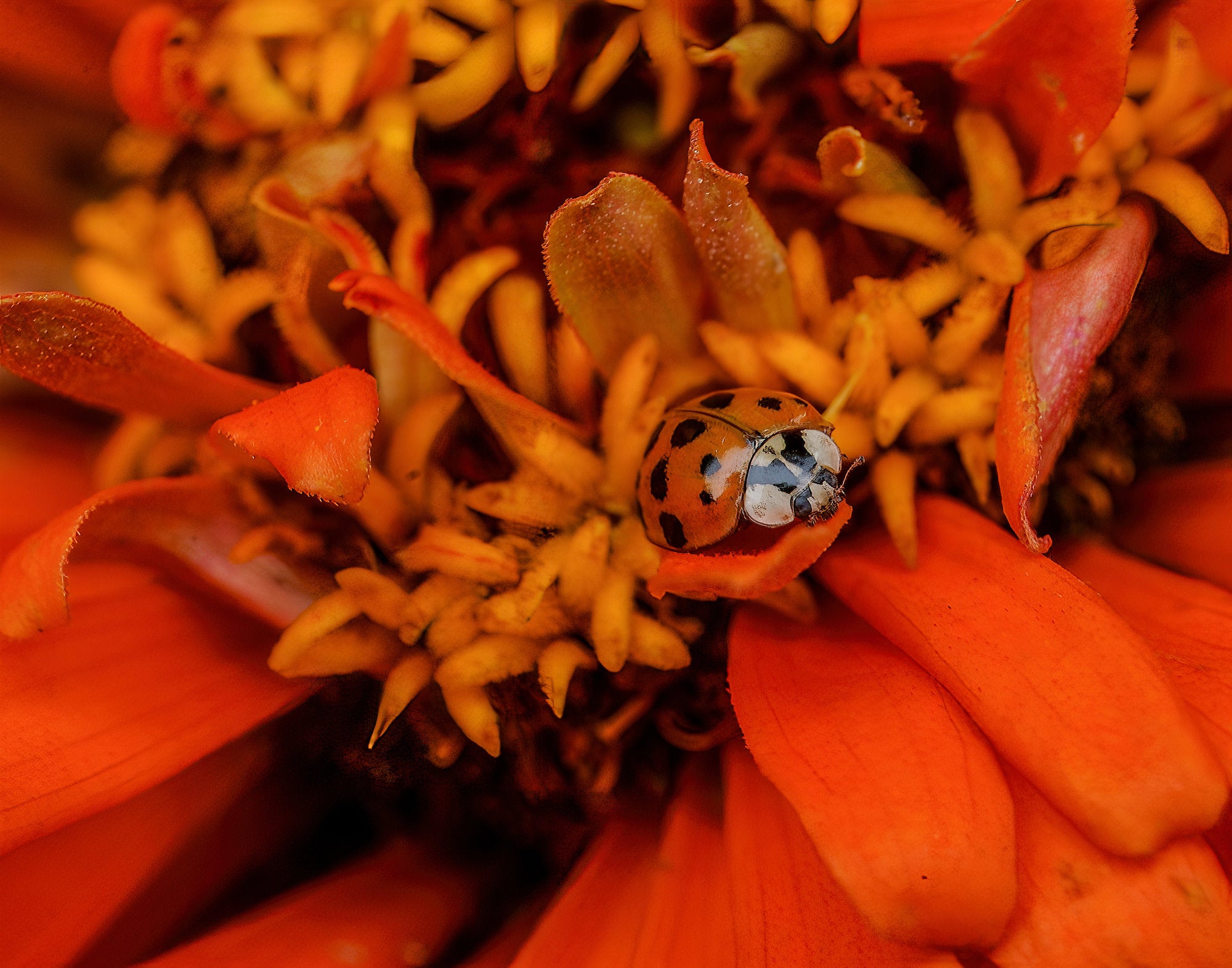 Photo by Katrina Thompson. Sony Alpha 7 III. Sony 90mm f/2.8 Macro G. 1/60-sec., f/8, ISO 250