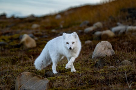 https://alphauniverseglobal.media.zestyio.com/Alpha-Universe-WIMB-Kirsten-Henrik-Solgard-13.jpg?height=300&fit=bounds