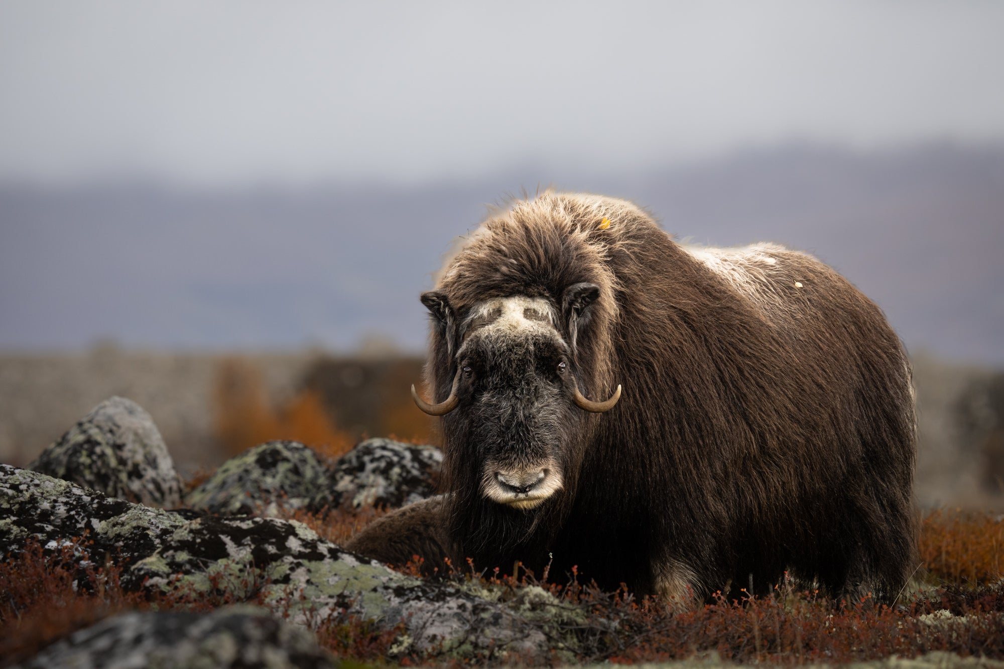 Photo by Kirsten and Henrik Solgård. Sony Alpha 1. Sony 200-600mm f/5.6–6.3 G. 1/1000-sec., f/8, ISO 2500