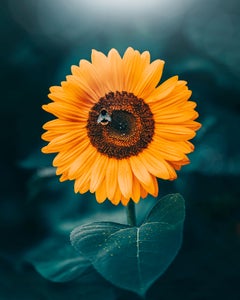 https://alphauniverseglobal.media.zestyio.com/Alpha-Universe-WIMB-Kristine-Zale-7.jpg?height=300&fit=bounds
