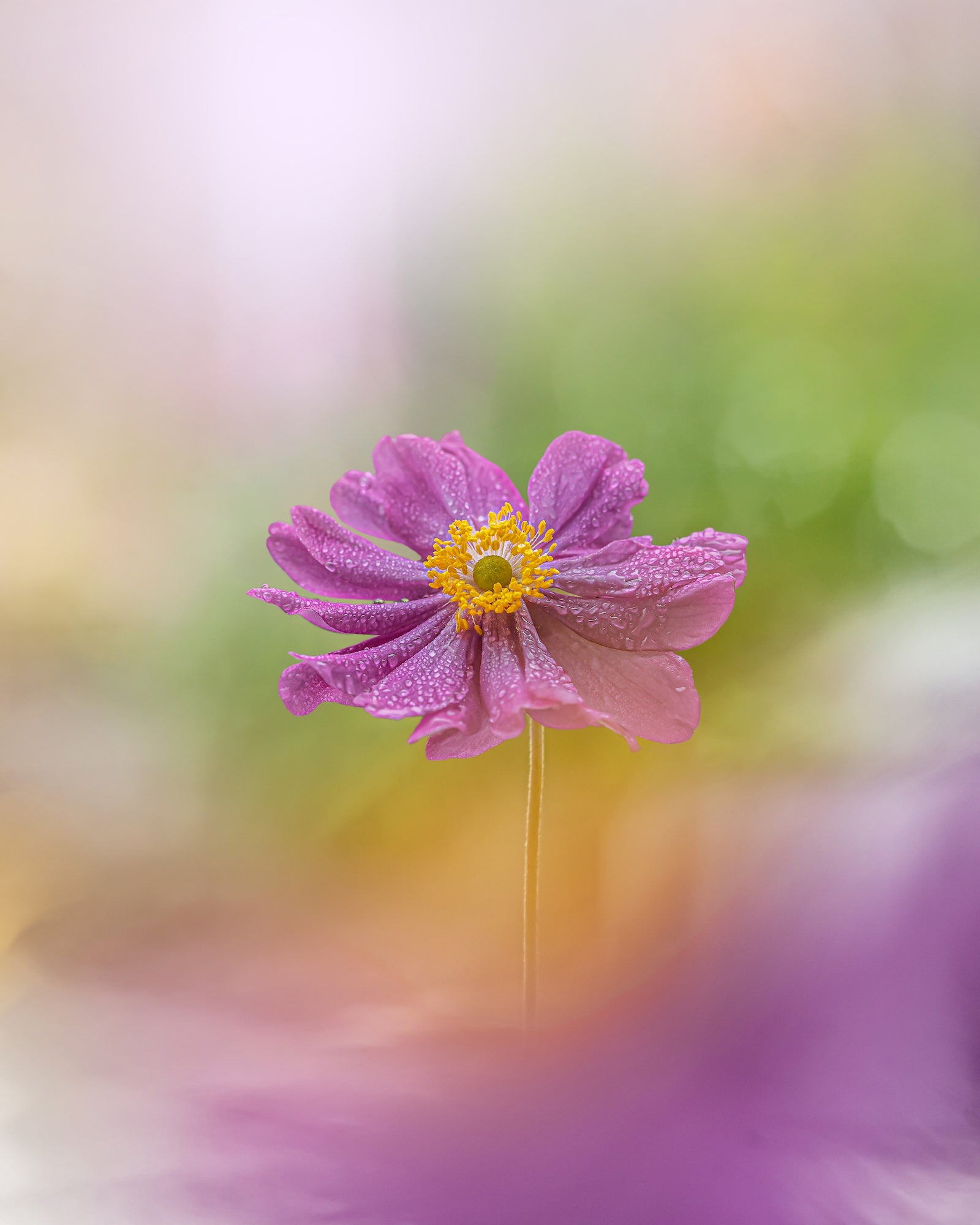 Photo by Kyle van Bavel. Sony Alpha 7R V. Sony 90mm f/2.8 Macro G. 1/160-sec., f/5, ISO 100