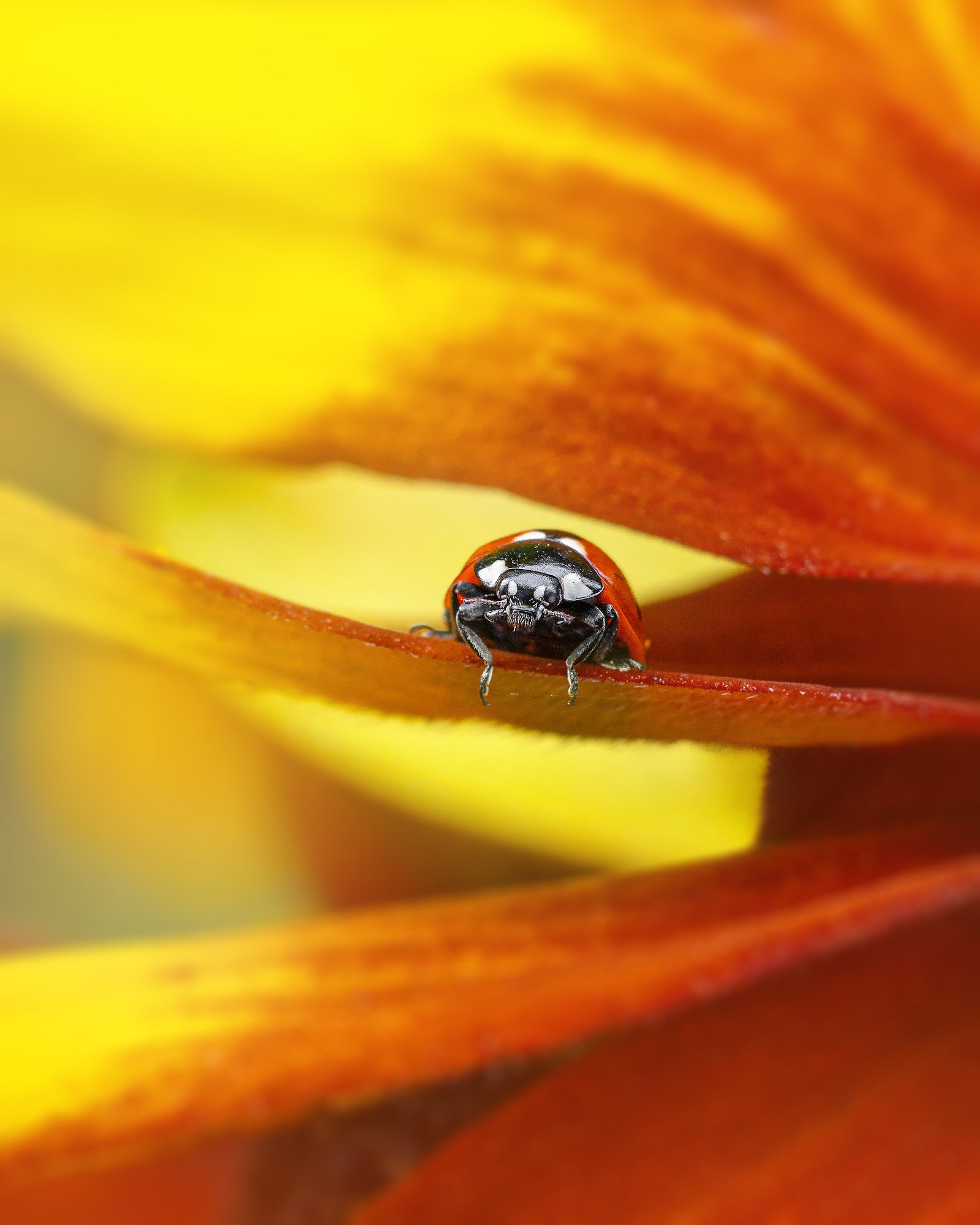 Photo by Kyle van Bavel. Sony Alpha 7R V. Sony 90mm f/2.8 Macro G. 1/320-sec., f/5, ISO 300