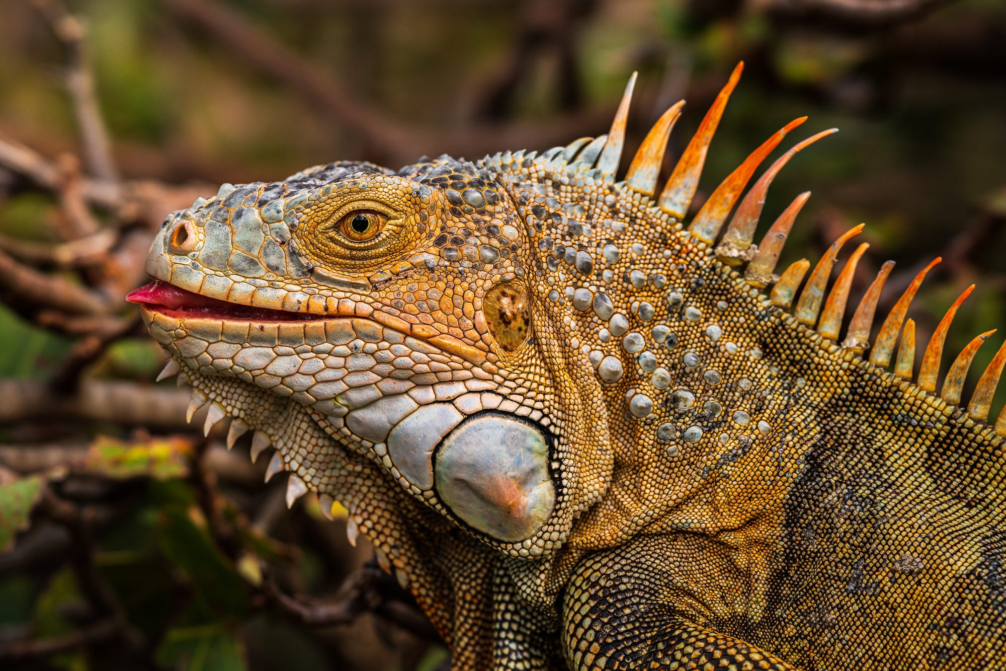 Photo by Lawrence Leyderman. Sony Alpha 7R IV. Sony 100mm f/2.8 G Master. 1/400-secs., f/8, ISO 100