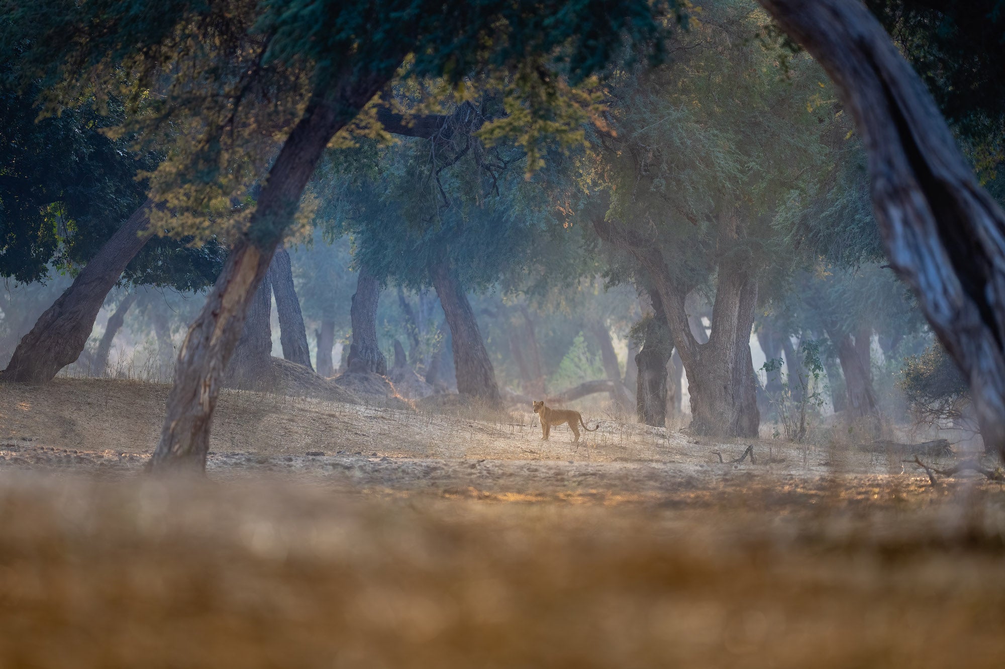 Photo by Lukas Walter. Sony Alpha 1. Sony 400mm f/2.8 G Master. 1/1000-sec., f/2.8, ISO 640