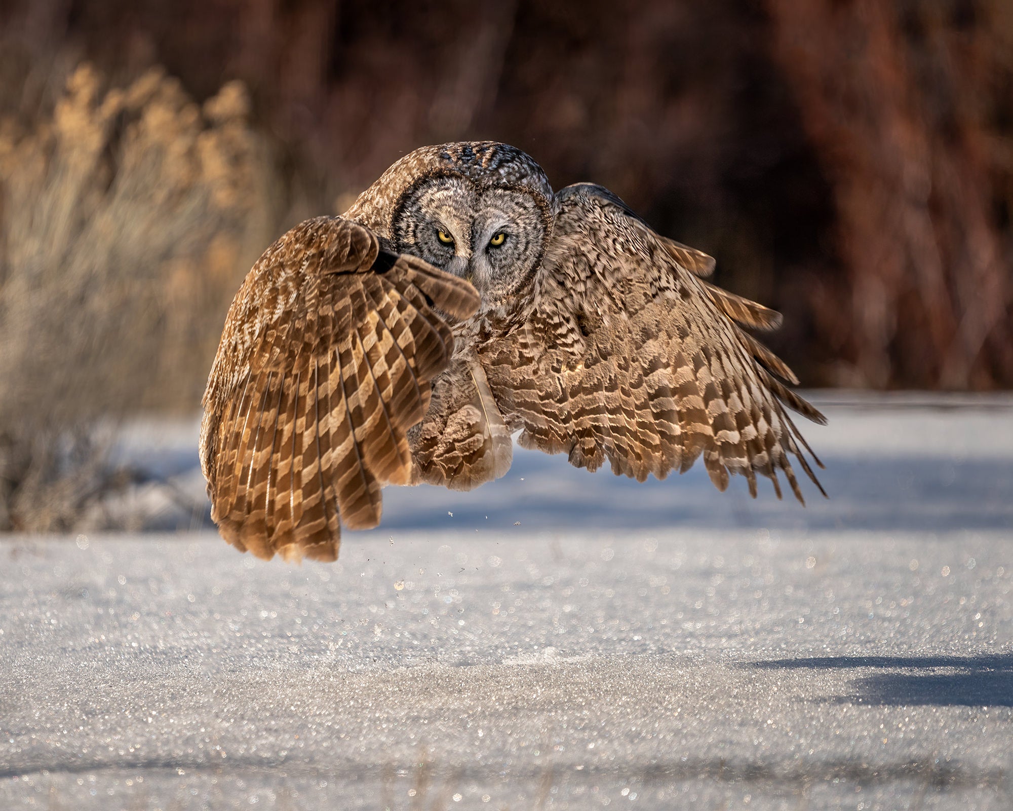 What's In My Bag: 1 Zoom & 1 Prime For Photographing Birds