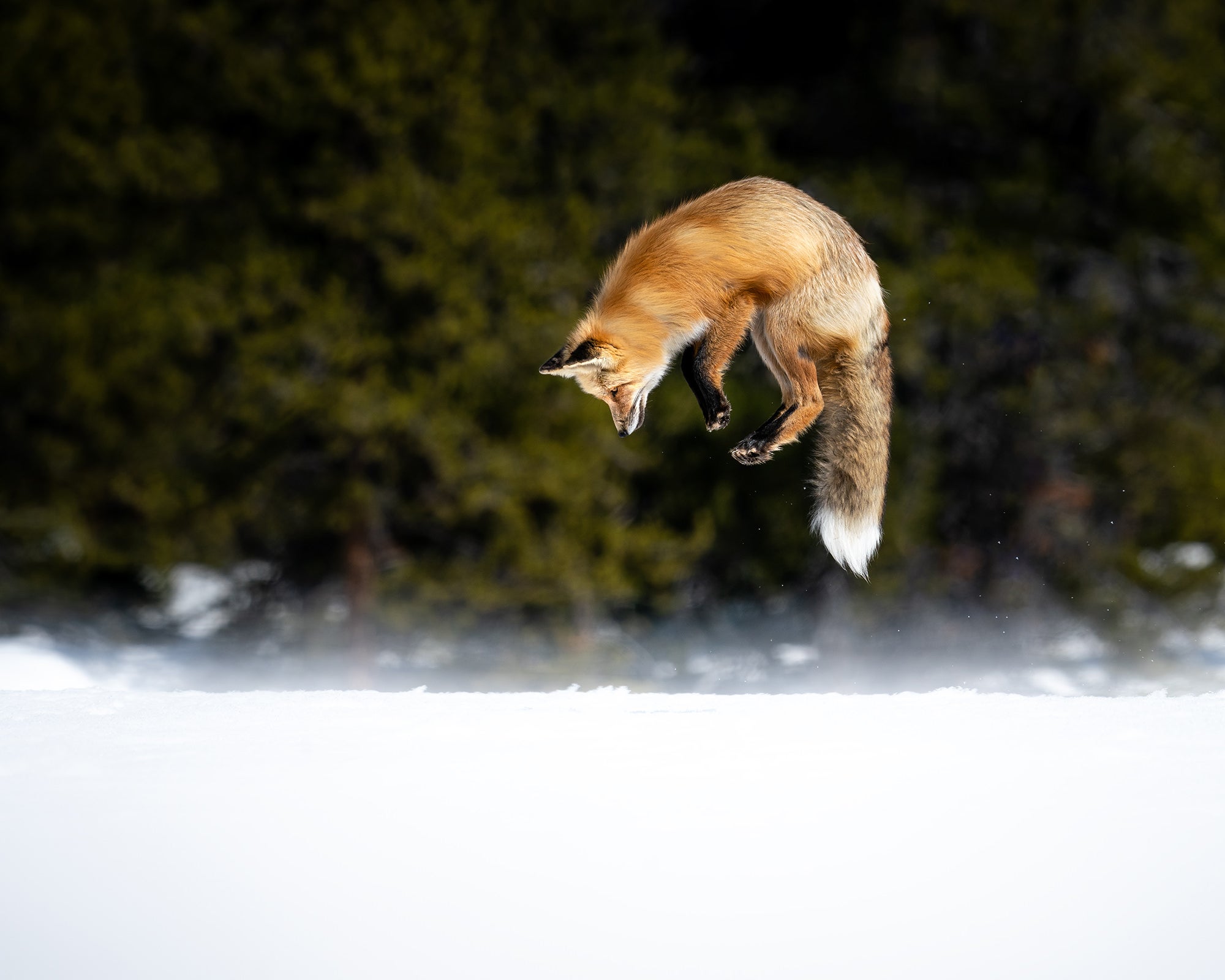 life living life michael sloyer 写真集 本