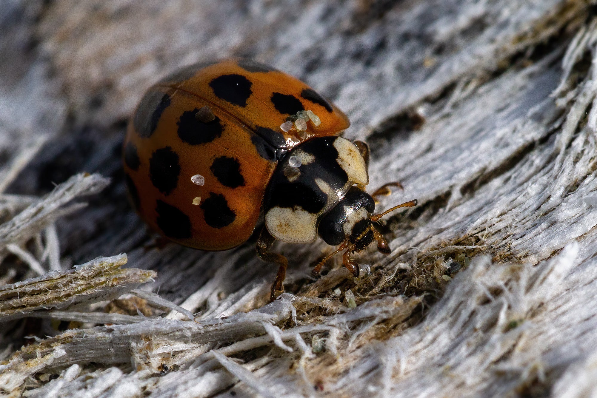 Alpha-Universe-WIMB-Mahesh-Thapa-Lady-Bug.jpg