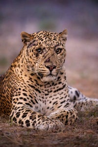https://alphauniverseglobal.media.zestyio.com/Alpha-Universe-WIMB-Marlon-Du-Toit-4.jpg?height=300&fit=bounds