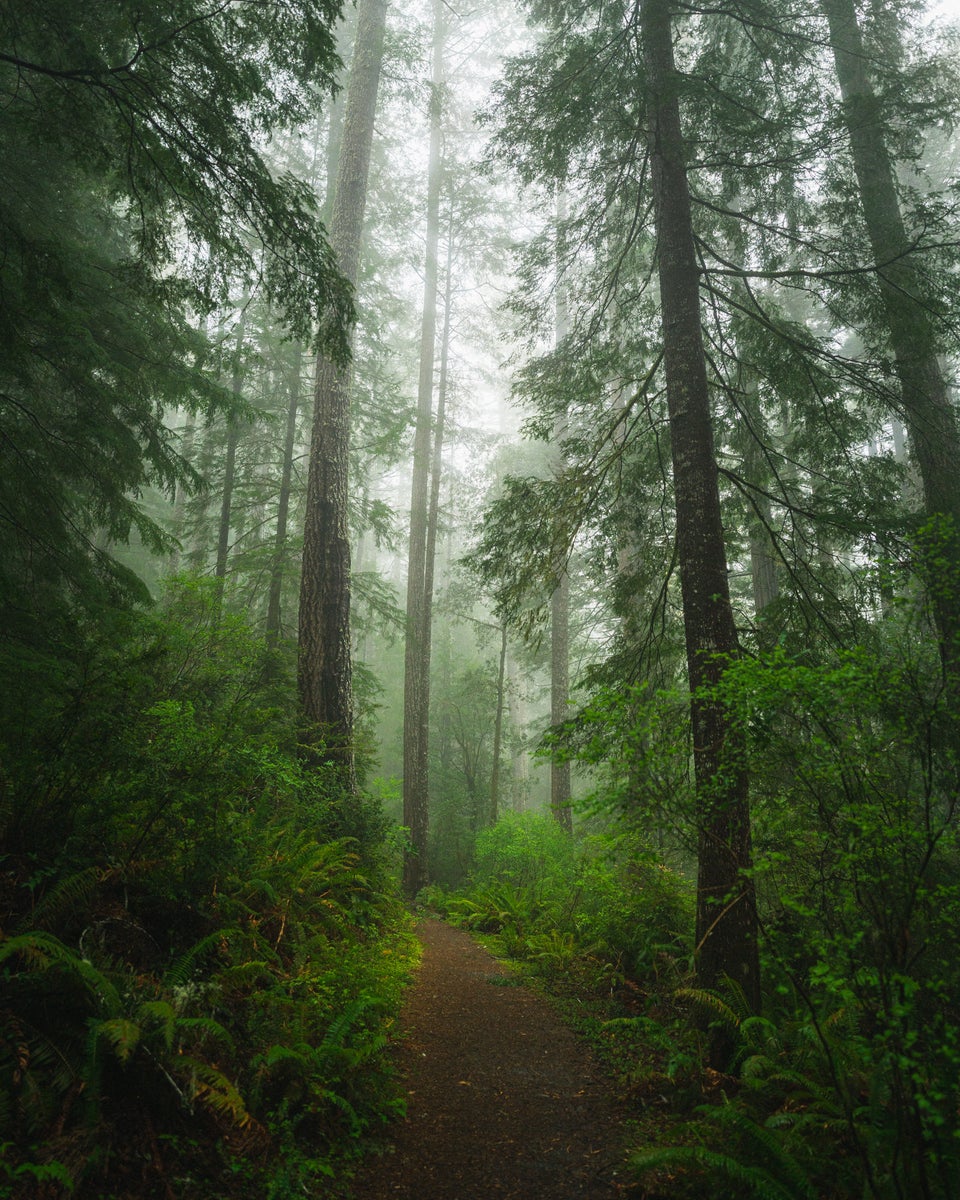 https://alphauniverseglobal.media.zestyio.com/Alpha-Universe-WIMB-Matt-Franklin-Southern-Coastal-Forest.jpg?height=1200&fit=bounds