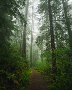 https://alphauniverseglobal.media.zestyio.com/Alpha-Universe-WIMB-Matt-Franklin-Southern-Coastal-Forest.jpg?height=300&fit=bounds