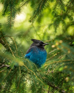 https://alphauniverseglobal.media.zestyio.com/Alpha-Universe-WIMB-Matt-Franklin-Stellers-Jay.jpg?height=300&fit=bounds