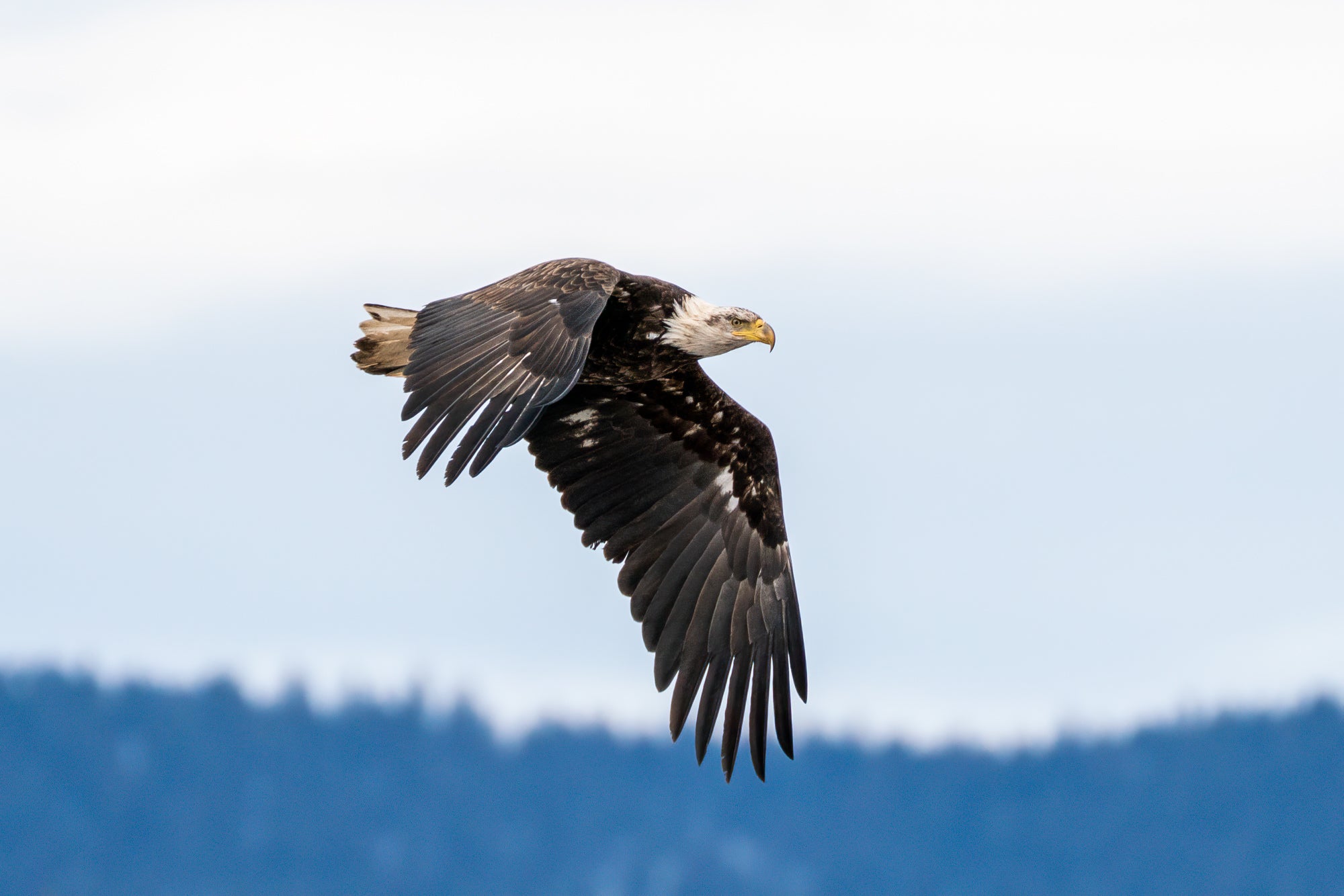 Photo by Matt Franklin. Sony Alpha 7R III. Sony 100-400mm f/4.5-5.6 G Master. 1/2500-sec., f/5.6, ISO 400