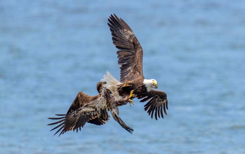 The African Fish Eagle - Know your subject - Bird photography