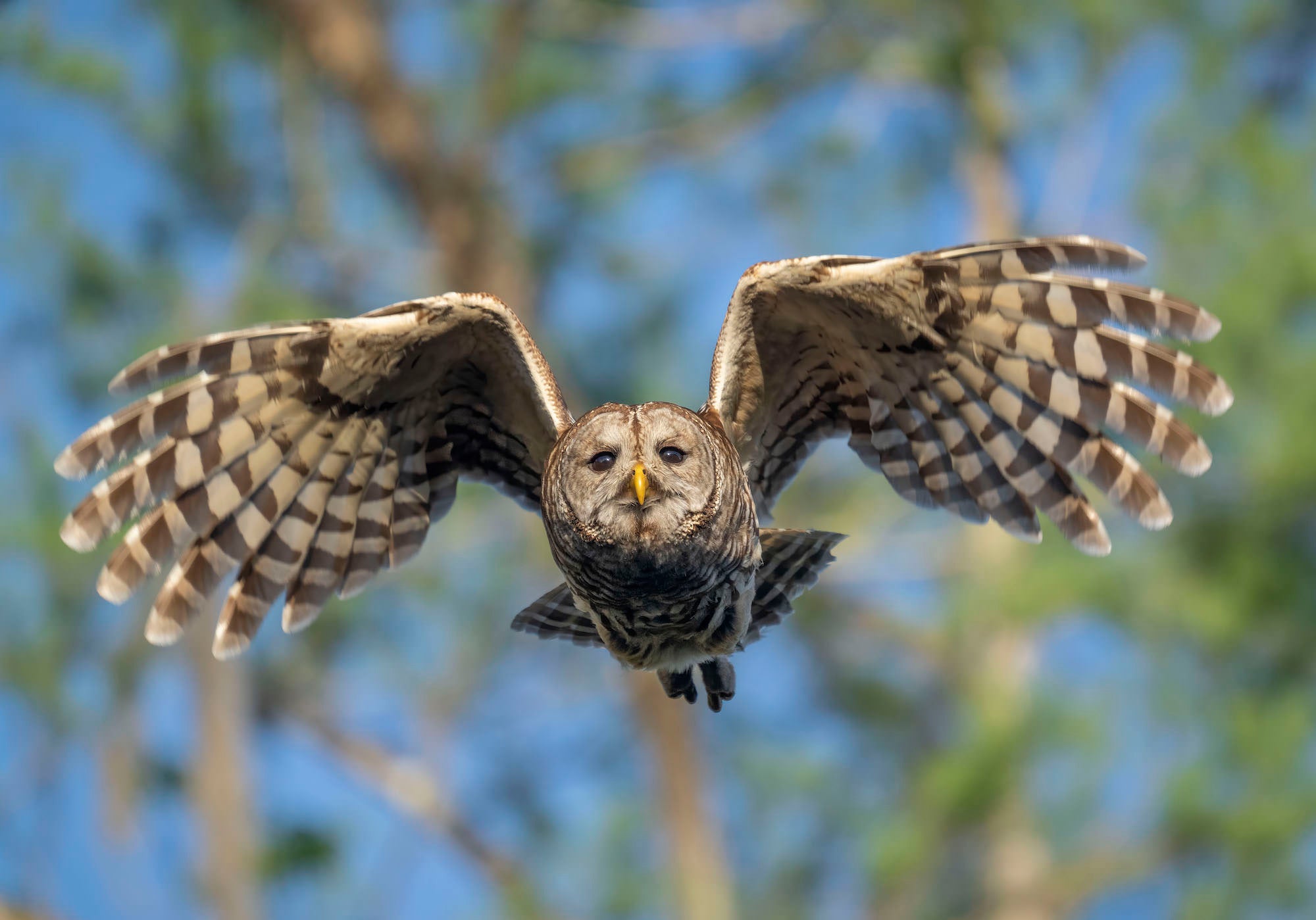 Photo by Matt Kloskowski. Sony Alpha 1. Sony 100-400mm f/4.5-5.6 G Master + 1.4x TC. 1/2000-sec., f/8, ISO 1000