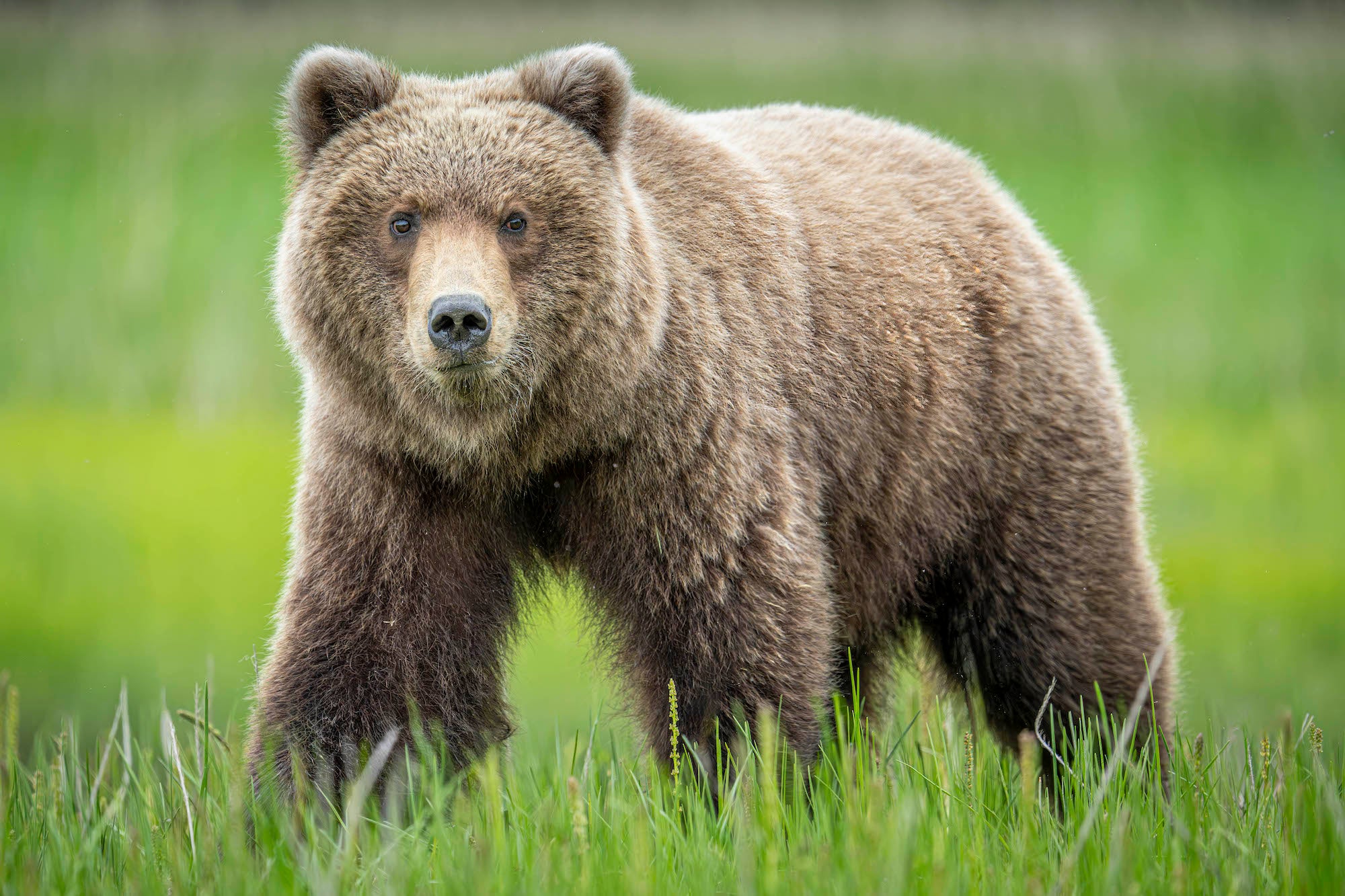 Photo by Matt Kloskowski. Sony Alpha 1. Sony 200-600mm f/5.6-6.3 G. 1/1250-sec., f/6.3, ISO 1000