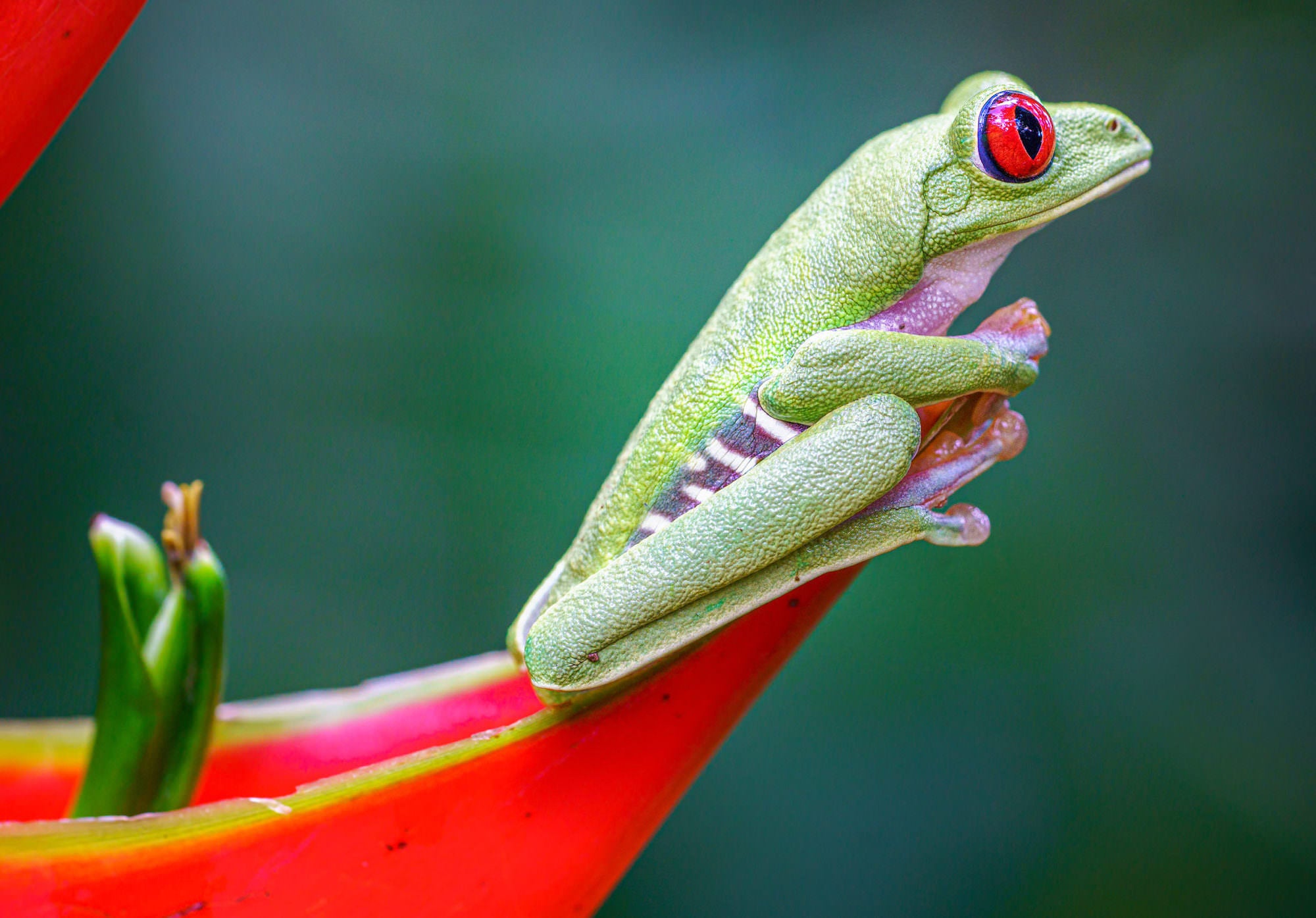 Photo by Matt Kloskowski. Sony Alpha 7R III. Sony 90mm f/2.8 Macro G. 1/125-sec., f/5.6, ISO 200