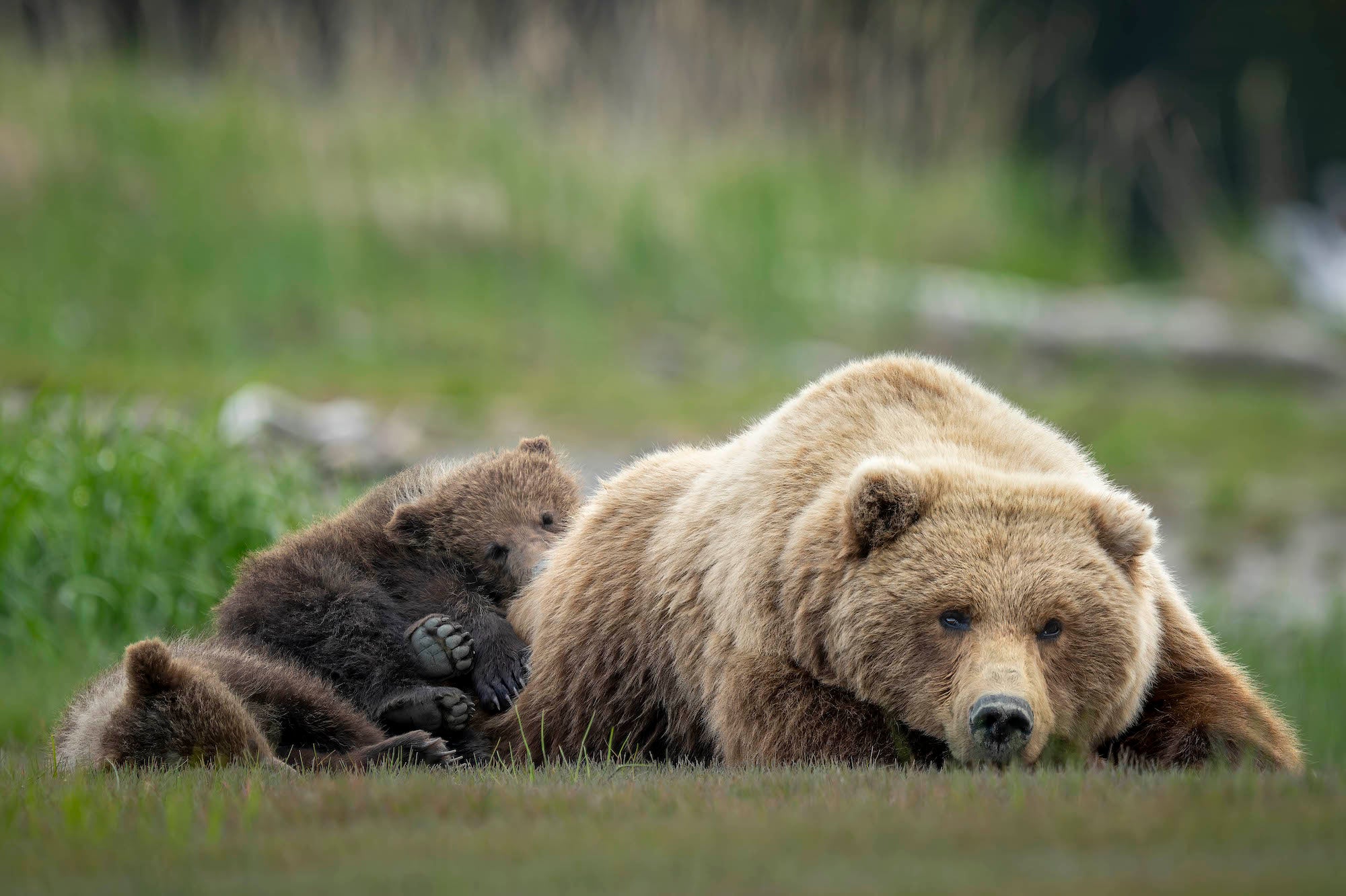 Photo by Matt Kloskowski. Sony Alpha 1. Sony 200-600mm f/5.6-6.3 G. 1/250-sec., f/6.3, ISO 120